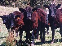 The Pines Pastoral