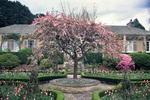 Moidart - Rose garden