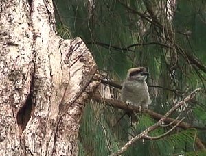 Kookaburra