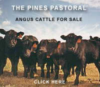 The Pines Angus Cattle