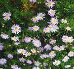 Brachycome multifida