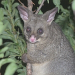Possum