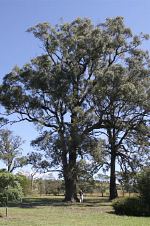 Eucalyptus quadrangulata