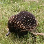 echidna