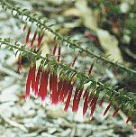epacris_longiflora
