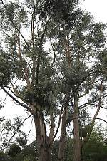 eucalyptus_cypellocarpa