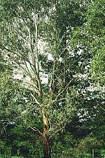 eucalyptus_cypellocarpa