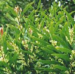 hakea_salicifolia