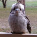 Kookaburra