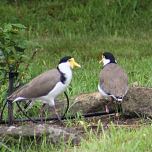 Lapwings