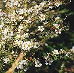 Leptospermum flavescens