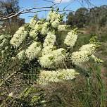 melaleuca_squarrosa