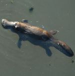 platypus