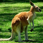 Red kangaroo