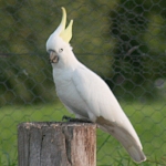 Sulphur Crested Cockatoos