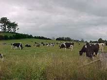 Cattle grazing