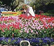 Tulip Time in Corbett Gardens