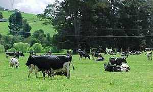 Dairy cattle