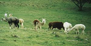 Alpacas