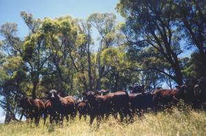 Angus cattle