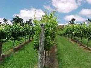 Vines at Eling Forest