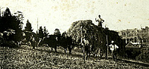 Haymaking