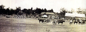 Moss Vale Show