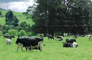 Modern dairying
